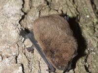 Attēlu rezultāti vaicājumam “Pipistrellus nathusii”