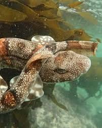 Image result for Haploblepharus edwardsii