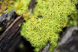 Attēlu rezultāti vaicājumam “Tortella tortuosa”