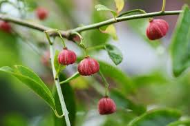 Attēlu rezultāti vaicājumam “Euonymus fruit”
