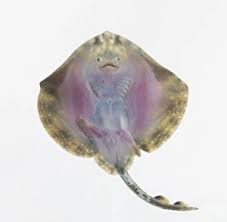 Image result for Raja undulata