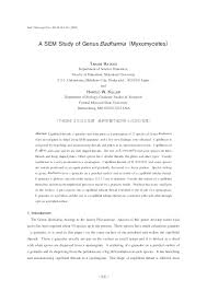 Attēlu rezultāti vaicājumam “Badhamia nitens”