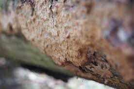 Attēlu rezultāti vaicājumam “Phlebia centrifuga”