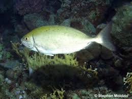 Image result for Siganus rivulatus