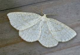 Attēlu rezultāti vaicājumam “Cabera exanthemata male”