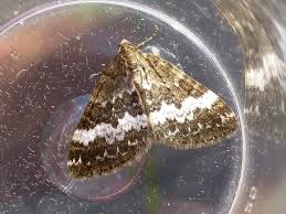 Attēlu rezultāti vaicājumam “Perizoma affinitata”