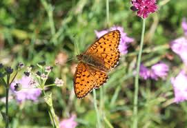 Attēlu rezultāti vaicājumam “Brenthis ino upperside”