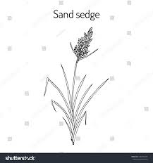 Attēlu rezultāti vaicājumam “Carex arenaria  leaf”