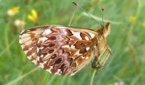 Attēlu rezultāti vaicājumam “Boloria titania underside”
