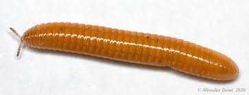 Attēlu rezultāti vaicājumam “Polyzonium germanicum”