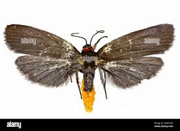 Attēlu rezultāti vaicājumam “Atolmis rubricollis”