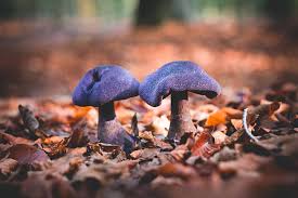 Attēlu rezultāti vaicājumam “Cortinarius violaceus”