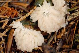 Attēlu rezultāti vaicājumam “Stemonitopsis typhina”