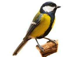 Attēlu rezultāti vaicājumam “Periparus ater”