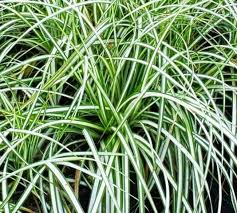 Attēlu rezultāti vaicājumam “Carex ornithopoda leaf”