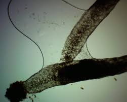 Attēlu rezultāti vaicājumam “Stemonaria irregularis stalked”