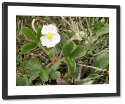 Attēlu rezultāti vaicājumam “Fragaria moschata flower”