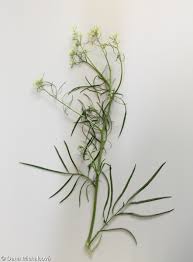 Attēlu rezultāti vaicājumam “Sisymbrium altissimum”