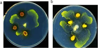 Attēlu rezultāti vaicājumam “Physarum obscurum plasmodium”