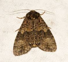 Attēlu rezultāti vaicājumam “Craniophora ligustri imago”