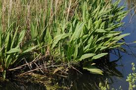 Attēlu rezultāti vaicājumam “Rumex hydrolapathum”