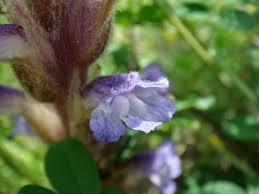 Attēlu rezultāti vaicājumam “Orobanche coerulescens flower”