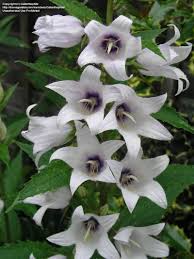 Attēlu rezultāti vaicājumam “Campanula latifolia flower”