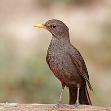 Attēlu rezultāti vaicājumam “Turdus merula juvenile”