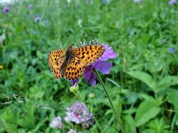 Attēlu rezultāti vaicājumam “Boloria titania”