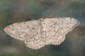 Attēlu rezultāti vaicājumam “Idaea seriata”