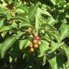 Attēlu rezultāti vaicājumam “Malus x zumi”