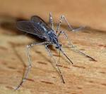 File:Mosquito 2007-2.jpg - Wikipedia, the free encyclopedia