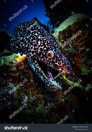 Image result for Gymnothorax moringa