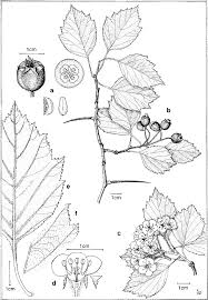 Attēlu rezultāti vaicājumam “Crataegus macracantha fruit”