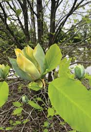 Attēlu rezultāti vaicājumam “Magnolia acuminata”