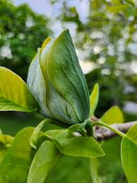 Attēlu rezultāti vaicājumam “Magnolia acuminata bud”