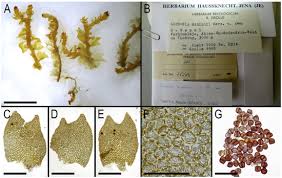Attēlu rezultāti vaicājumam “Lophozia longidens”