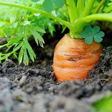 Attēlu rezultāti vaicājumam “Daucus sativus”