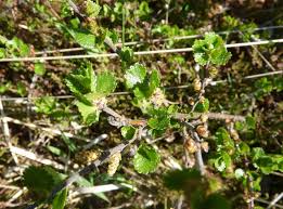 Attēlu rezultāti vaicājumam “Betula nana”