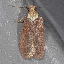 Attēlu rezultāti vaicājumam “Depressaria depressana”