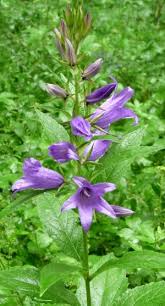 Attēlu rezultāti vaicājumam “Campanula latifolia”