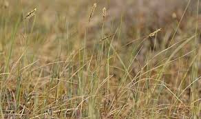 Attēlu rezultāti vaicājumam “Carex limosa”