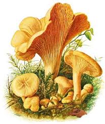 Attēlu rezultāti vaicājumam “Cantharellus cibarius”