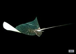 Image result for Aetobatus ocellatus