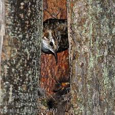 Attēlu rezultāti vaicājumam “Certhia familiaris”