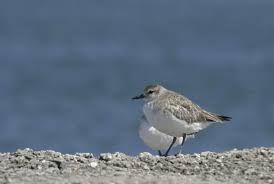 Attēlu rezultāti vaicājumam “Pluvialis squatarola”