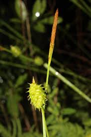 Attēlu rezultāti vaicājumam “Carex lepidocarpa leaf”