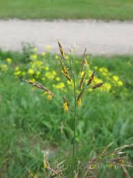 Attēlu rezultāti vaicājumam “Bromopsis inermis”