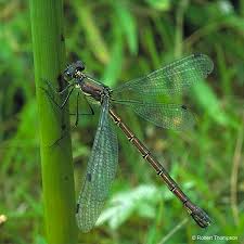 Attēlu rezultāti vaicājumam “Lestes dryas”