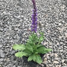 Attēlu rezultāti vaicājumam “Salvia nemorosa leaf”